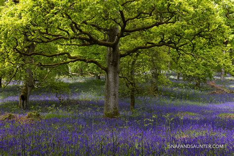 kinclaven bluebell wood